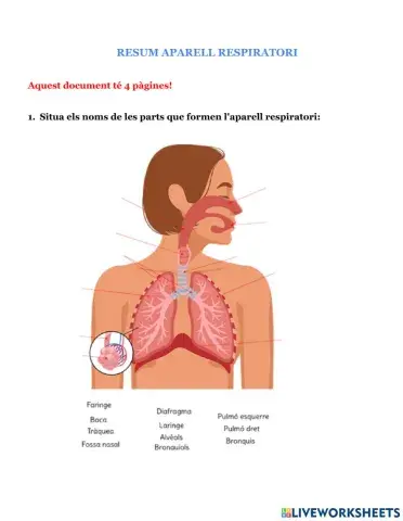 Resum aparell respiratori