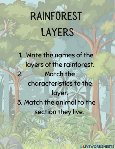 Rainforest Layers