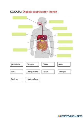 Kokatu: Digestio-aparatuaren izenak