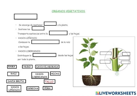 Organos vegetativos: tallos