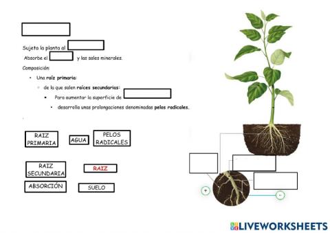 Organos vegetativos: raíces