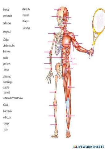 Músculos y huesos del cuerpo humano