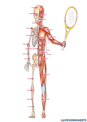 Huesos y músculos del cuerpo