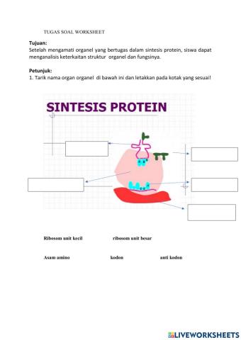 Lkpd sintesis protein