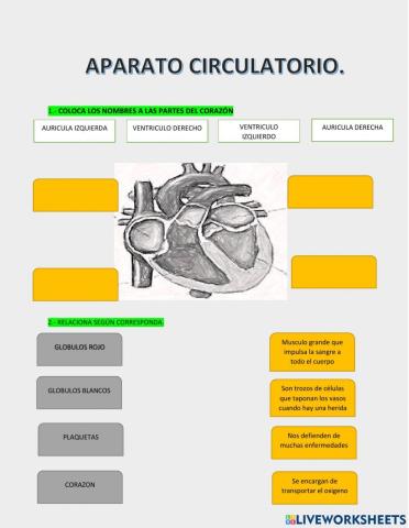 Aparato circulatorio