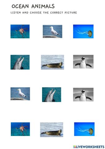 Ocean animals