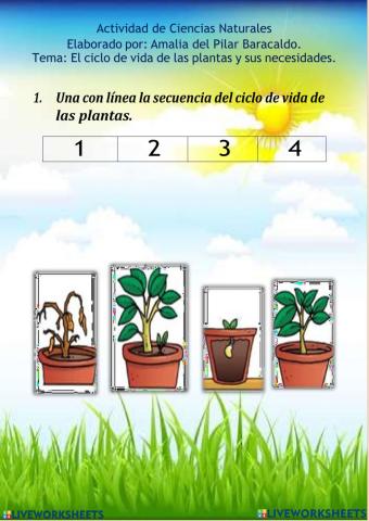 Ciclo de las plantas