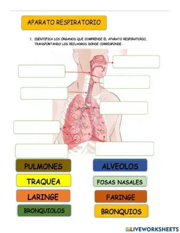 Sistema Respiratorio
