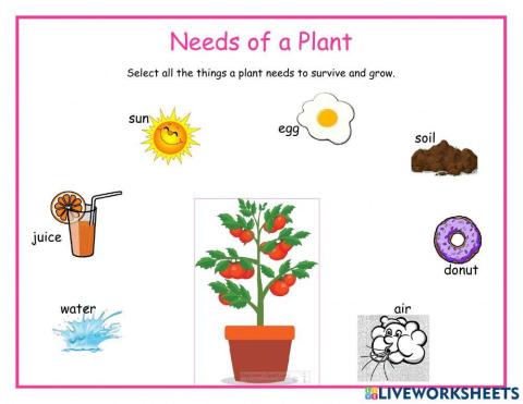 Needs of a plants