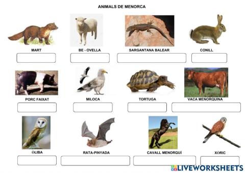 Animals de Menorca