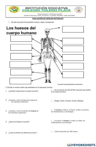 Procesos vitales y funcionamiento de los seres vivos sistema óseo y muscular: función de huesos y musculos.
