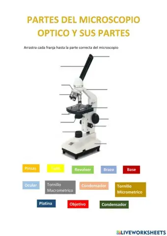 El microscopio y sus partes
