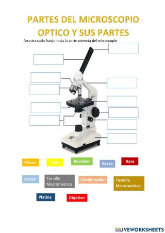 Partes del microscopio
