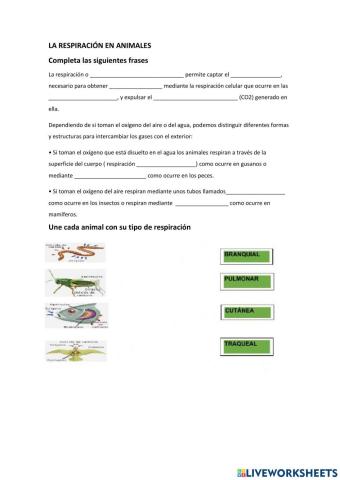 Respiración en animales