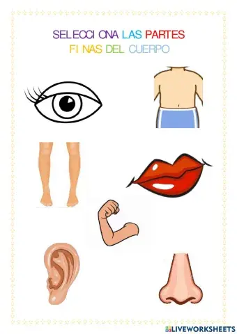 Partes finas de la cara