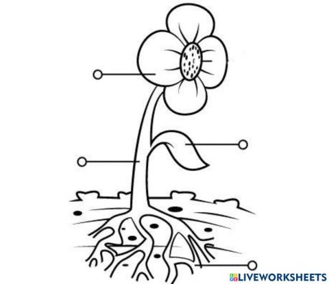 PARTES DE LAS PLANTAS