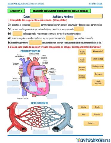 6. Anatomía del sistema circulatorio del ser humano
