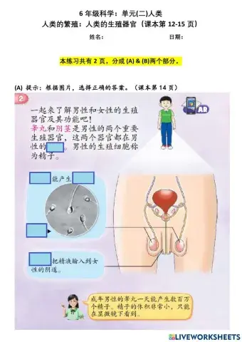 6年级科学：单元(二)人类  人类的繁殖：人类的生殖器官（课本第12-15页）