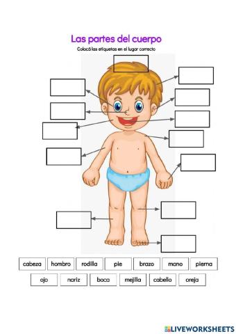 Las partes del cuerpo