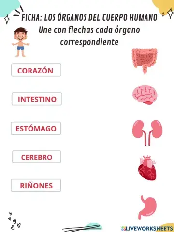 Los órganos del cuerpo humano
