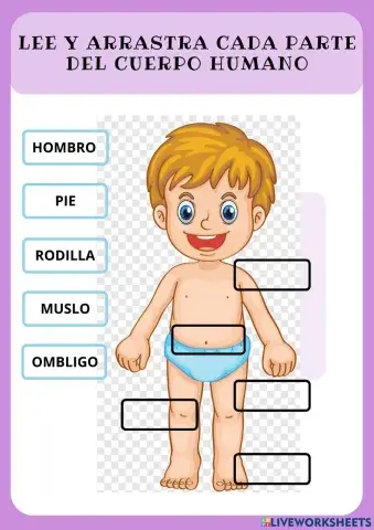 Partes del cuerpo humano