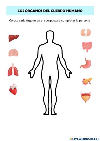 Los órganos del cuerpo humano
