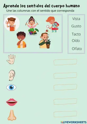 Sentidos de las partes del cuerpo