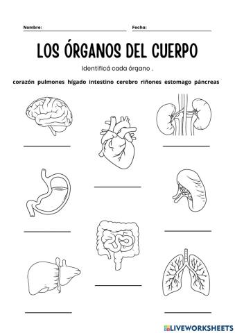 Partes del cuerpo
