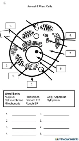 Animal Cell Organelles