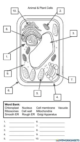 Cell Organelles - Plant Cell