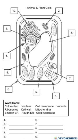 Cell Organelles - Plant Cell
