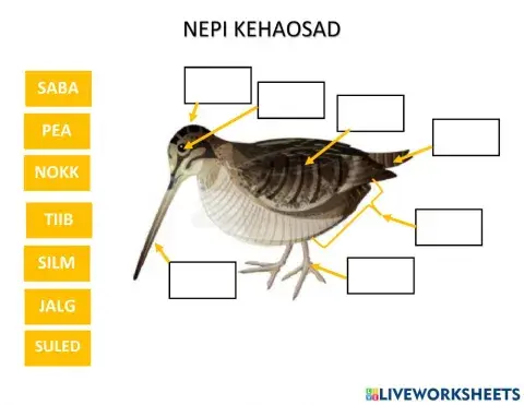 Nepi kehaosad