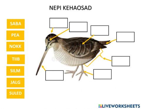 Nepi kehaosad