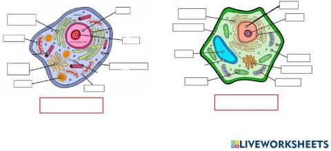 La célula eucariota
