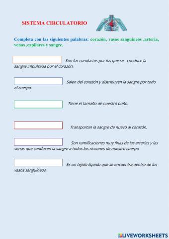 Sistema circulatorio
