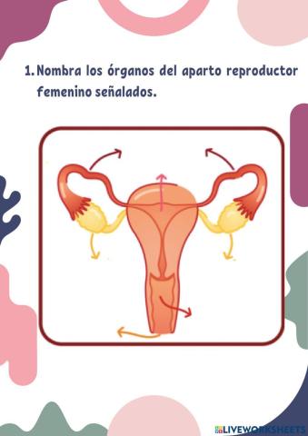 Los aparatos reproductores