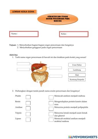 Soal Sistem Pencernaan pada Manusia
