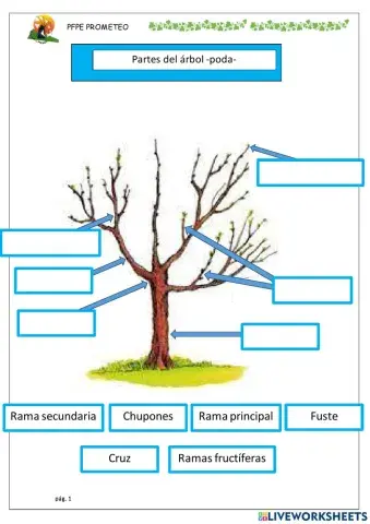 Partes de los arboles-Poda-