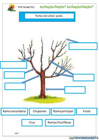 Partes de los arboles-Poda-