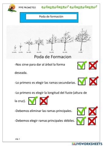 Poda de formación