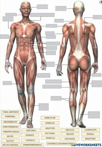 Parte del cuerpo humanno(musculos)