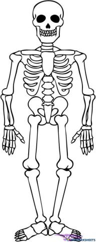 El Esqueleto Humano (6º Primaria)