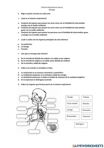Sistema respiratorio mayo