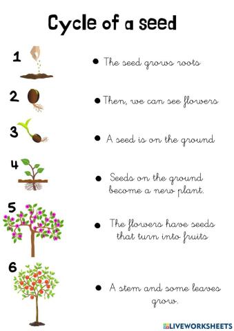 Cycle of a seed