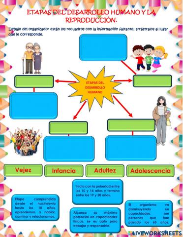 Etapas del desarrollo humano y la reproducción
