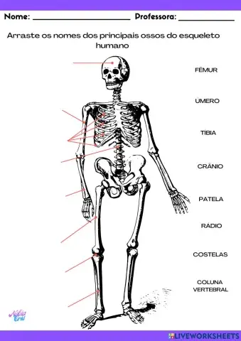 Corpo Humano - Ciências