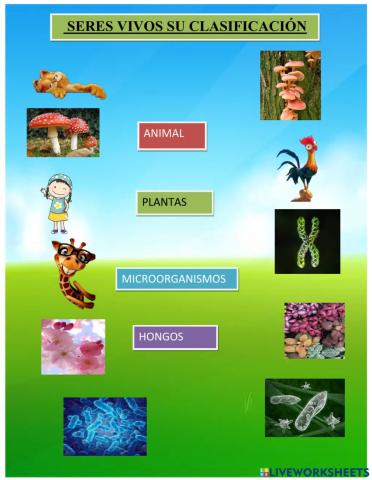 Seres vivos clasificacion