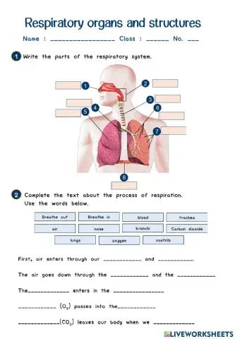 Respiratory system