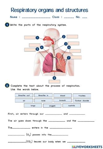 Respiratory system
