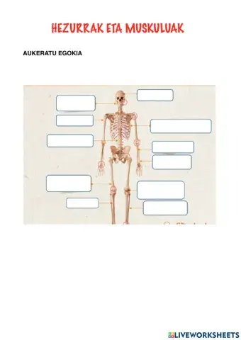 HEZURRAK MUSKULUAK